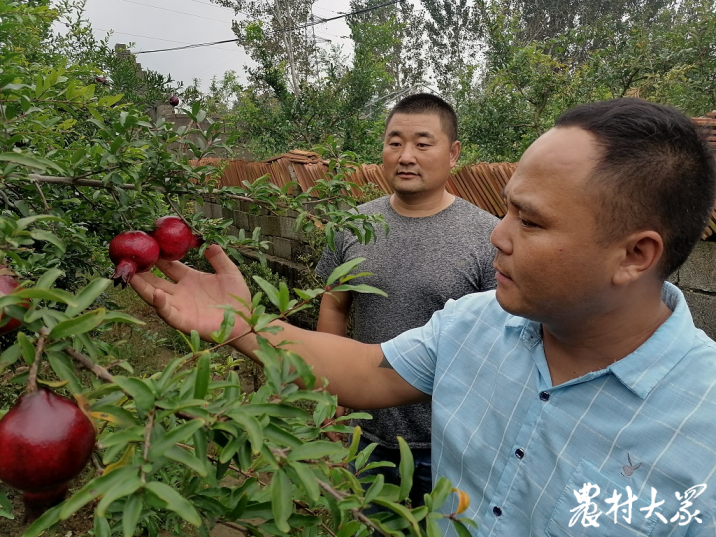 石榴哥最新网站，探索石榴产业的全新视界